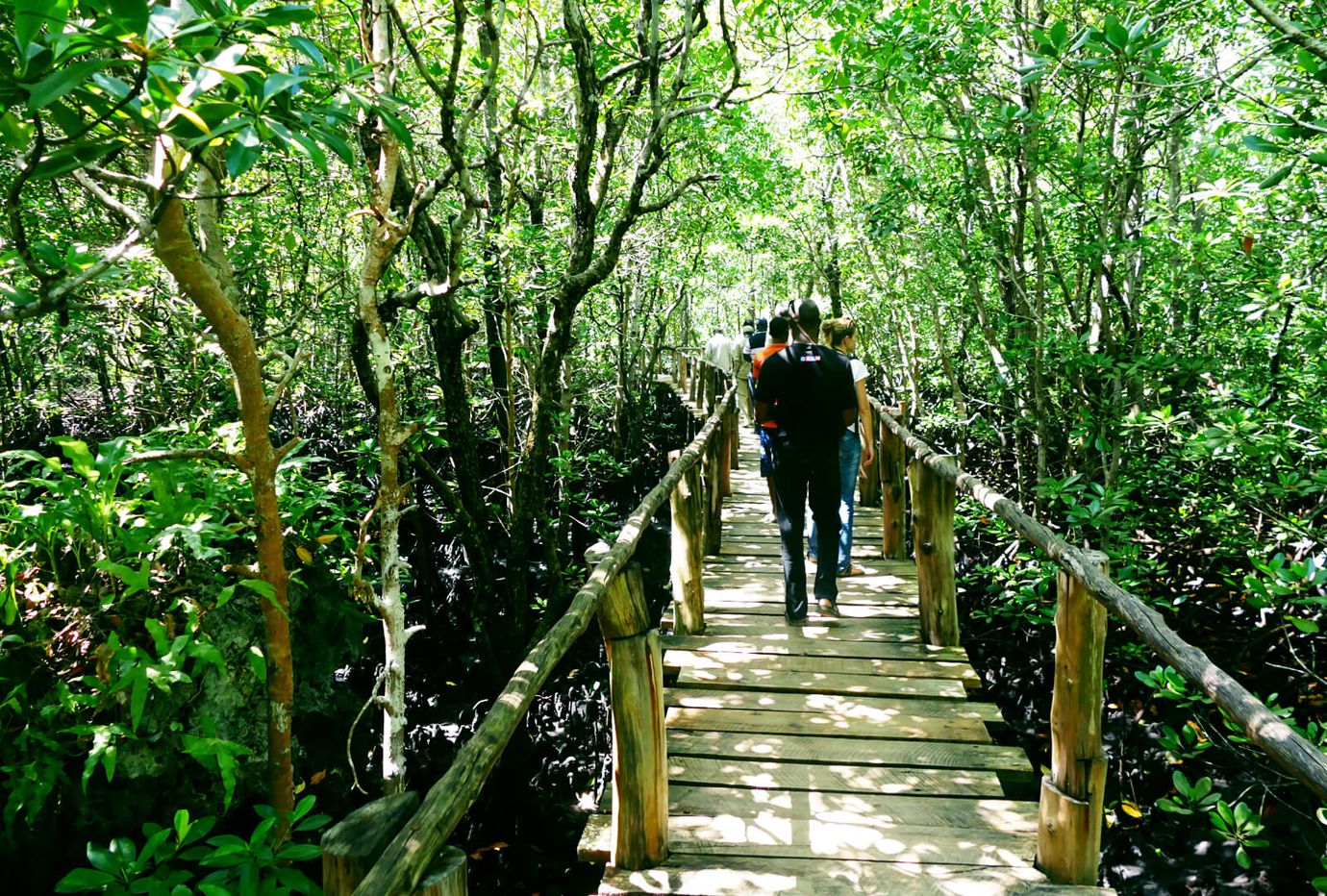 ponte-nella-foresta-parco-jozani-chwaka-bay-tanzania-africa-wolfare