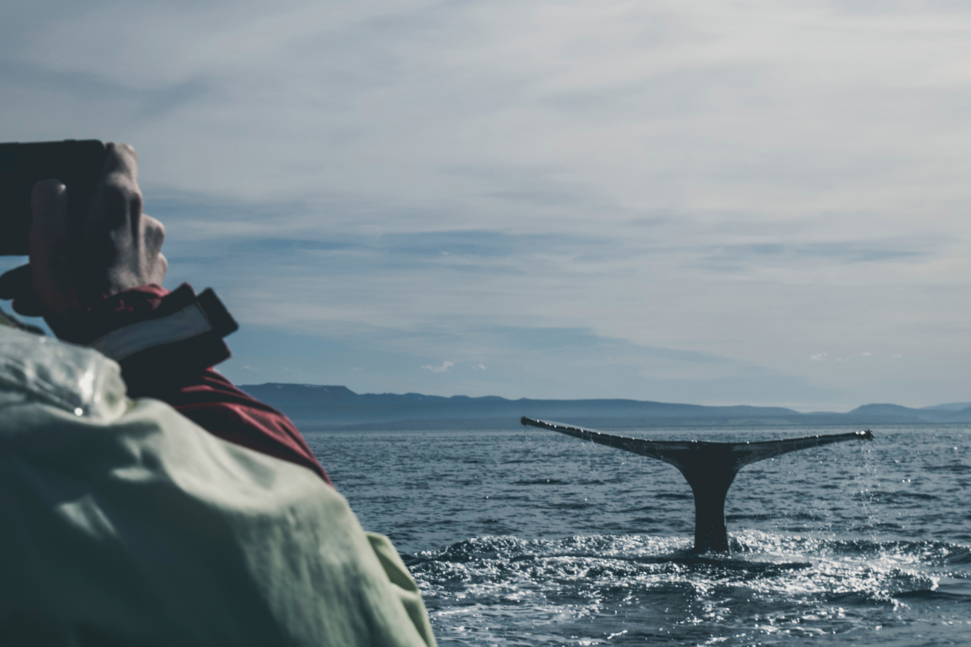 whale-watching-iceland-wolfare-com
