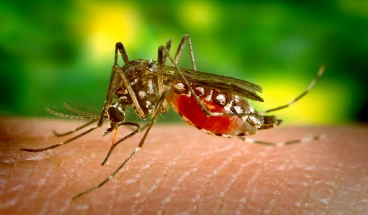 Prevention of malaria. These five steps should protect you